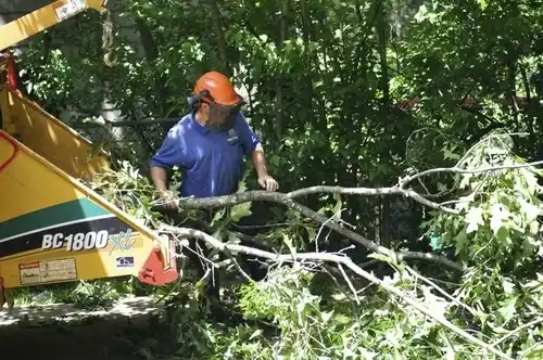 tree services Slayton